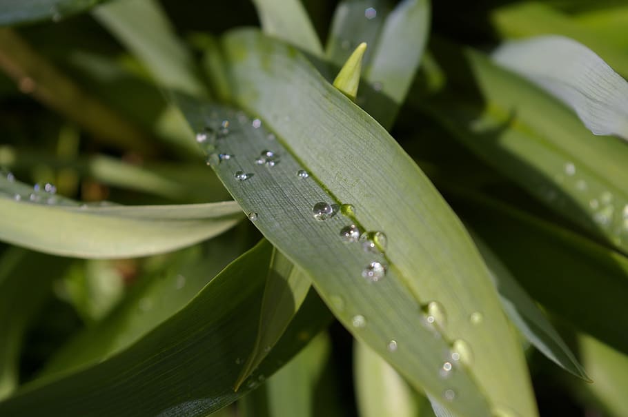 raindrop, garden, close, wet, flower, nature, water, plant HD wallpaper