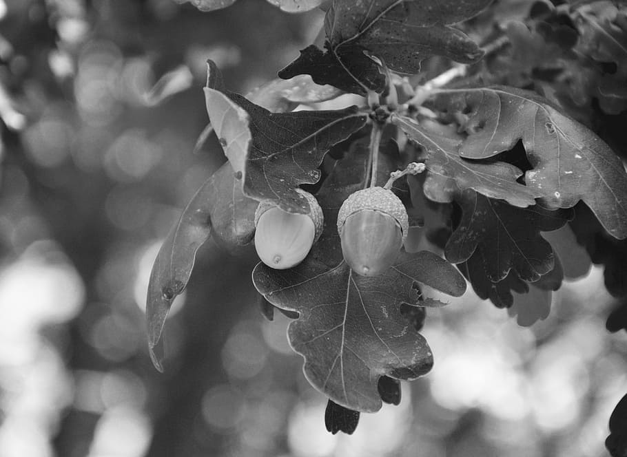 acorn, fruit oak, photo black white, tree, nature, garden, foliage