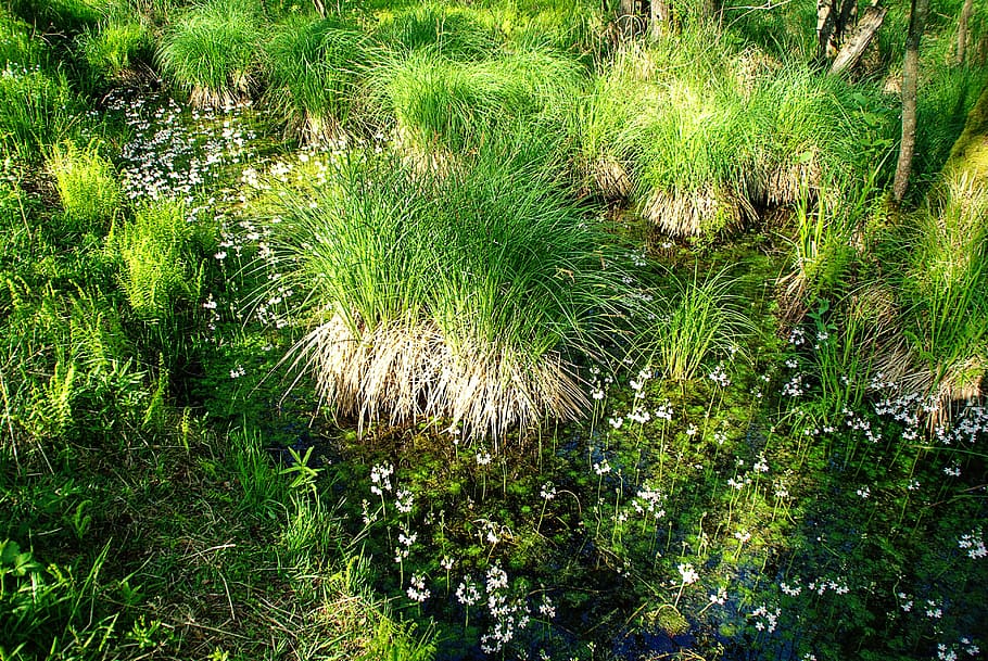 forest, darß, spring, bach, aquatic plants, grasses, flowers HD wallpaper