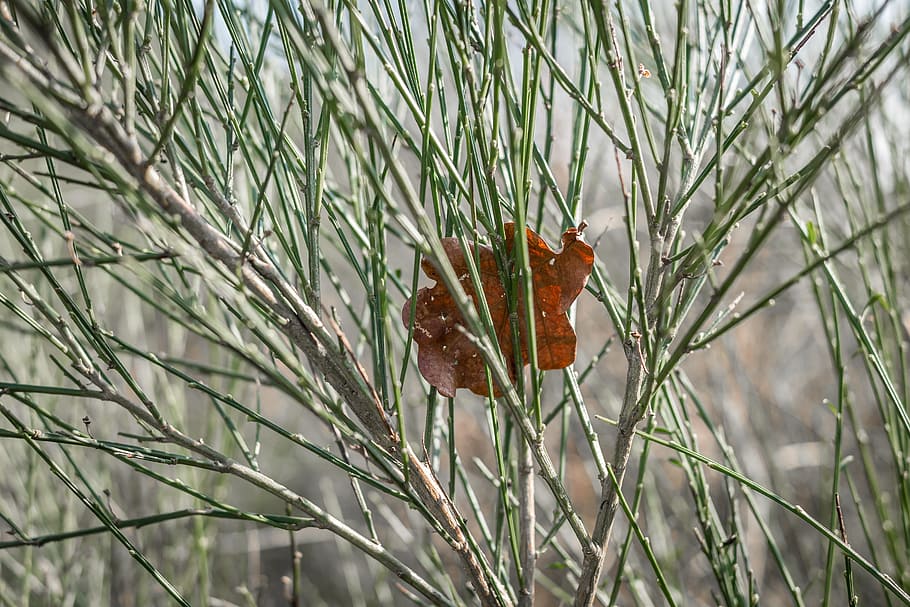 Broom, Oak, Leaf, Leaves, oak leaf, oak leaves, bush, branch HD wallpaper