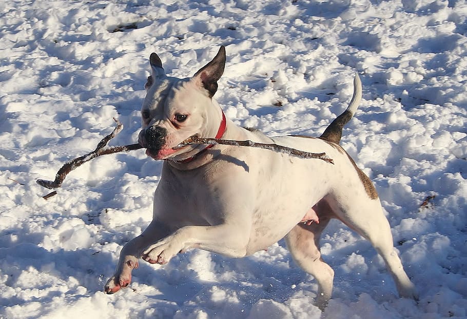 dog, winter, snow, ice, playful, fetch, fetching, cute, running HD wallpaper