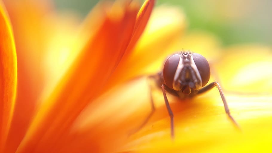 insect, nature, color, macro, invertebrate, freshness, beauty in nature HD wallpaper
