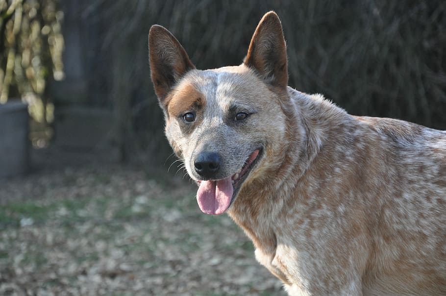 adult brown and white Australian cattle dog outdoor, Dogs, Animal