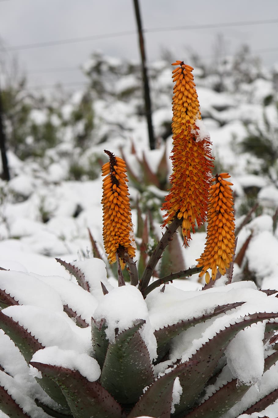 aloe, vera, snow, winter, cold temperature, plant, beauty in nature HD wallpaper