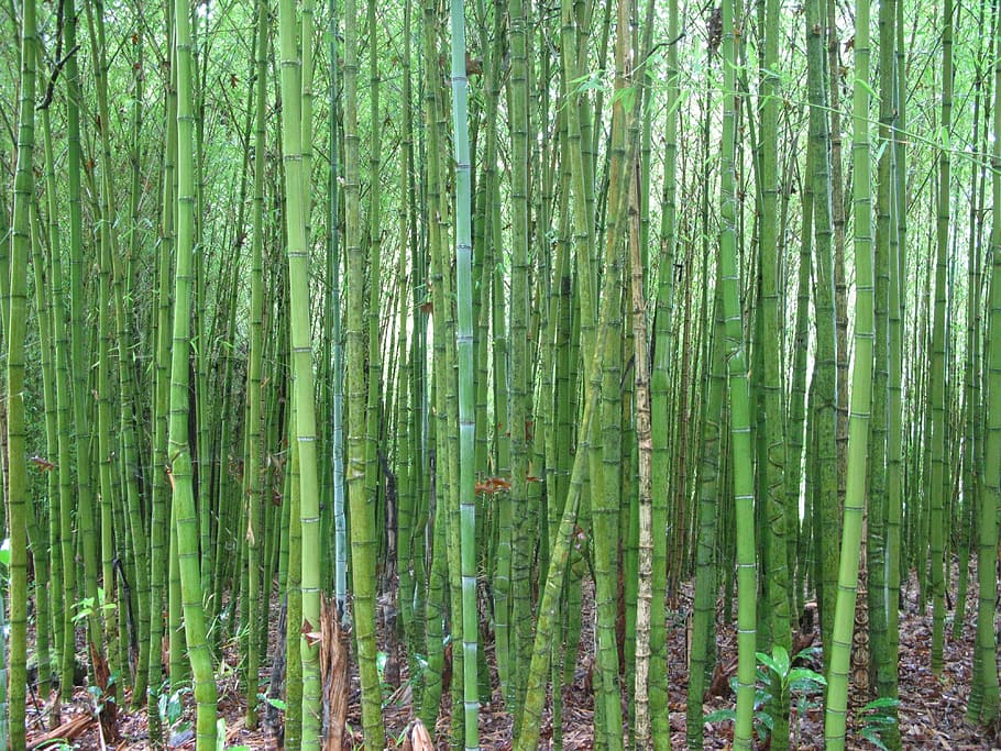 bamboo, green, close, moist, lush, forest, plant, growth, land HD wallpaper