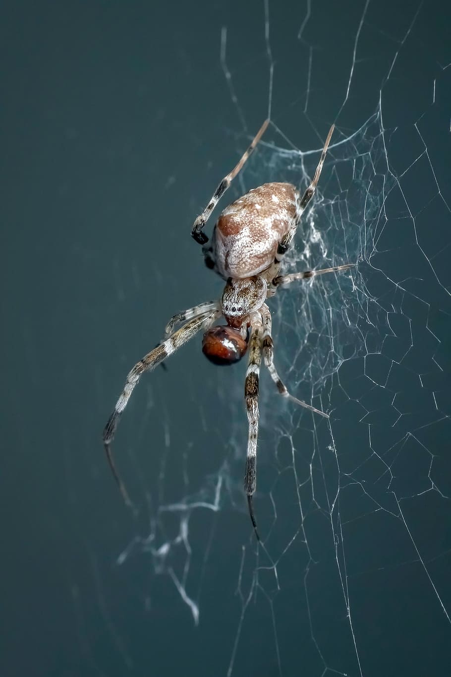 spider, insect, macro, animal, spider Web, arachnid, nature HD wallpaper