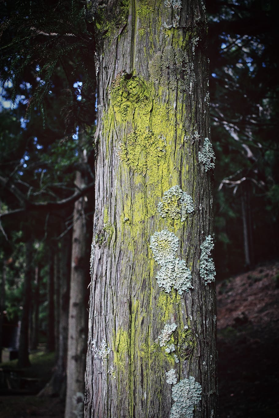 closeup photo of tree trunk, brown tree trunk with yellow paint HD wallpaper