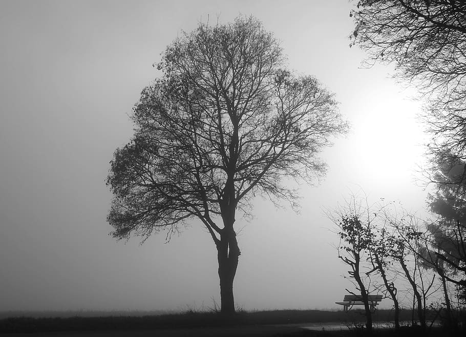 grayscale photo of trees, fog, mood, back light, nature, november mood HD wallpaper