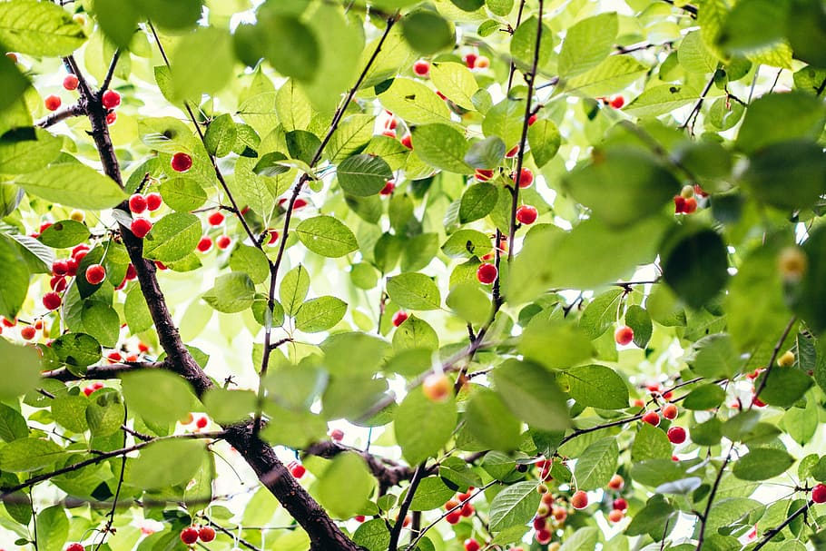 trees, branches, leaves, green, berries, plant, plant part HD wallpaper