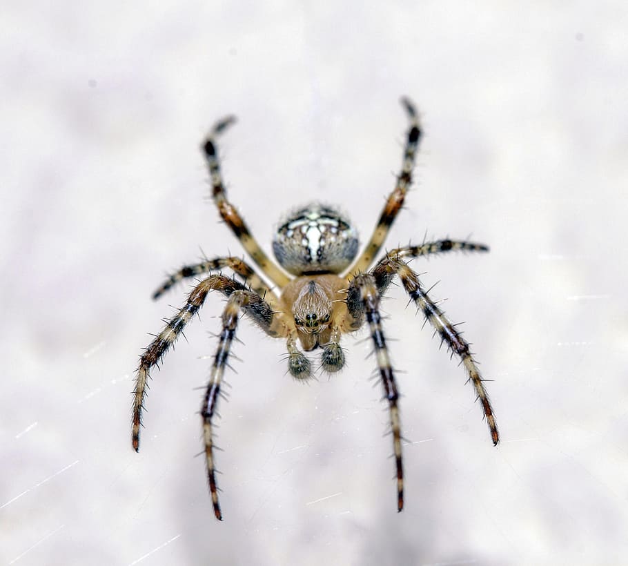 spider, macro, closeup, animal, color, nature, web, legs, spider web HD wallpaper