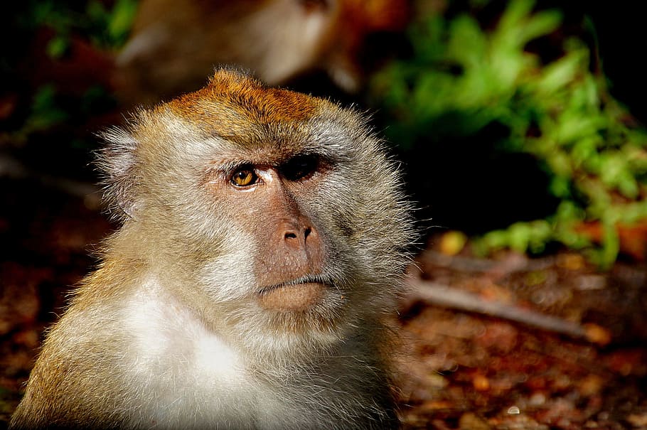 Macaque, Monkey, Primate, Mammal, close up, portrait, sitting HD wallpaper