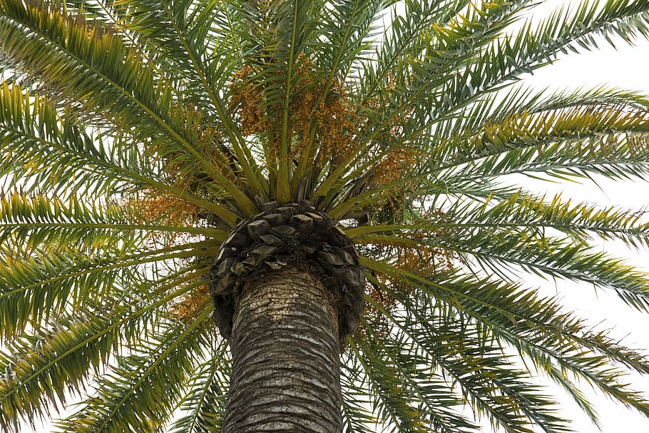 palm tree, palms, palm leaves, tropical, nature, leaf, palm trunk HD wallpaper