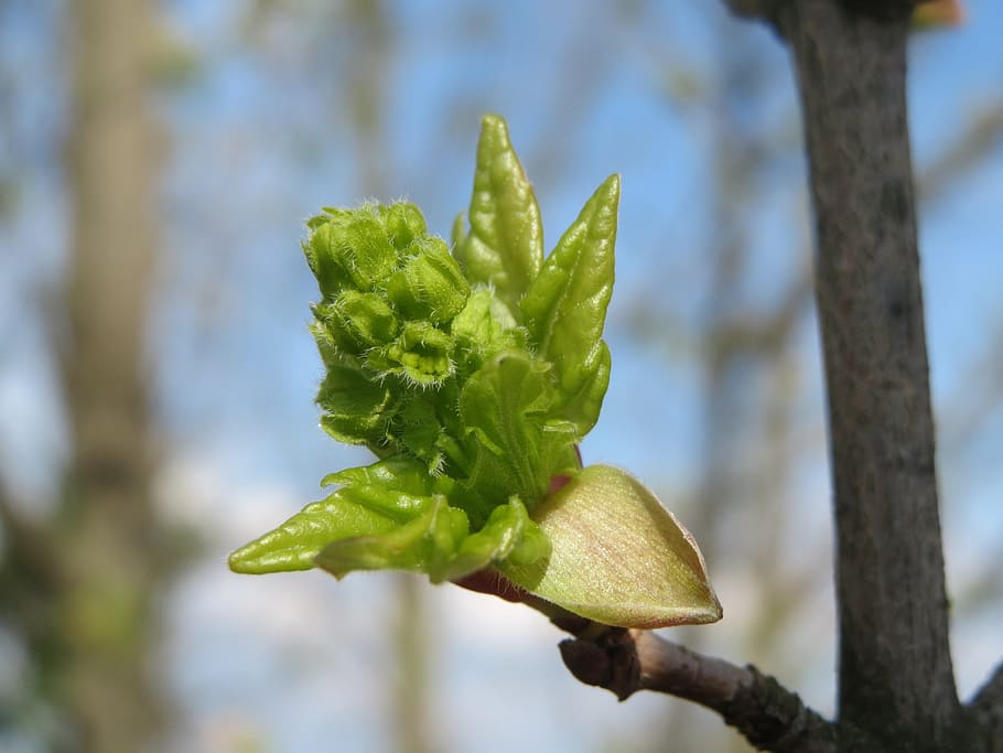 acer campestre, field maple, hedge maple, sprout, bud, tree
