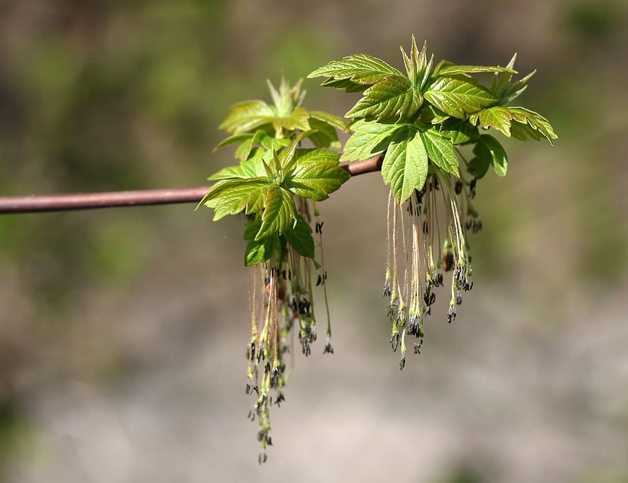 tree, inflorescence, green, decorative, focus on foreground HD wallpaper