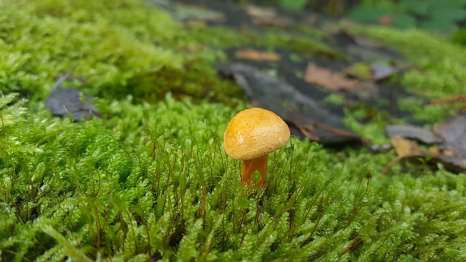 mushroom, forest, alone, plant, growth, green color, vegetable HD wallpaper