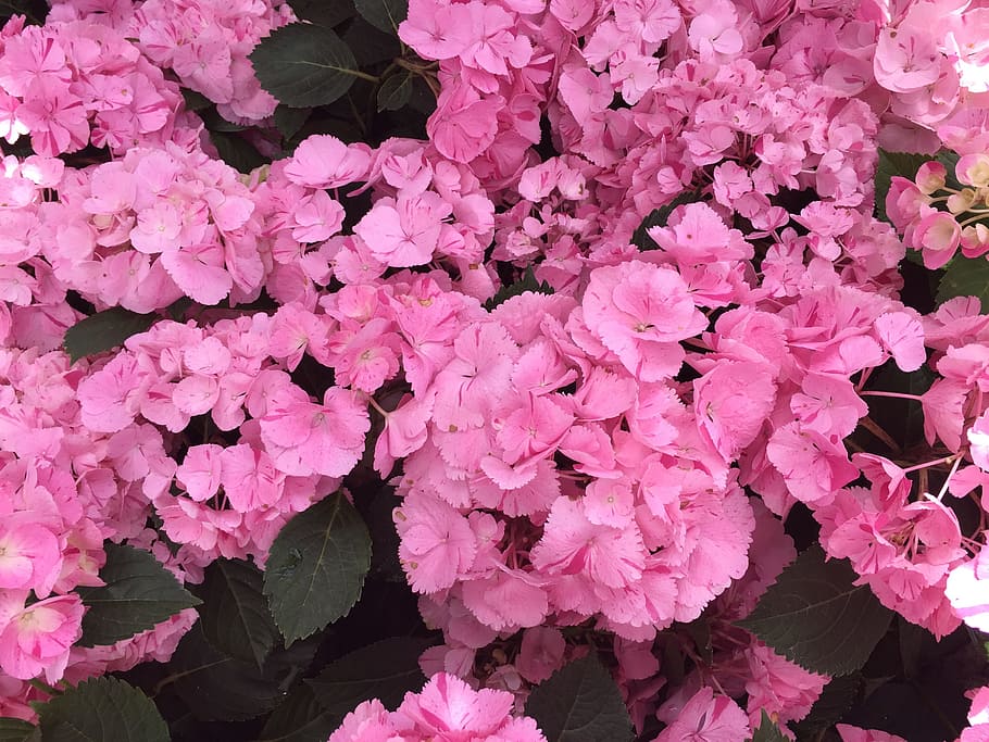 hydrangeas, flower, blossom, bloom, plant, summer, flora, nature HD wallpaper