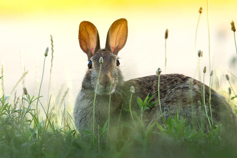 gray rabbit, grey hare over green grasses, rabbit - Animal, easter