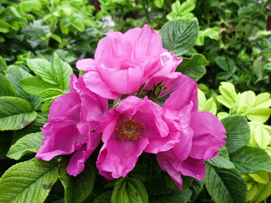 flower, nature, roses, plant, leaf, summer, flowering plant HD wallpaper