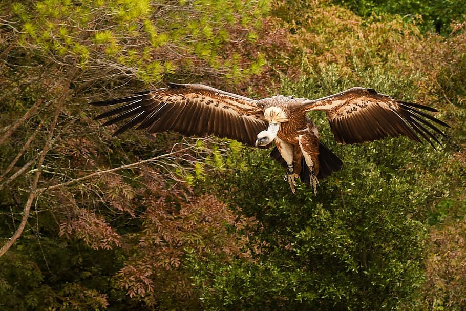 vulture, flight, foliage, raptor, bird, landing, flying, animal wildlife HD wallpaper
