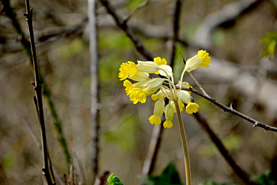 Cowslip, Spring, Yellow, forest primrose, flower, nature, growth HD wallpaper