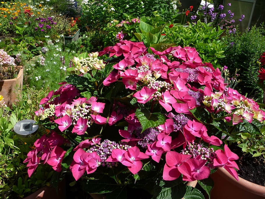 hydrangea, flowers, summer, garden, nature, flowering plant HD wallpaper
