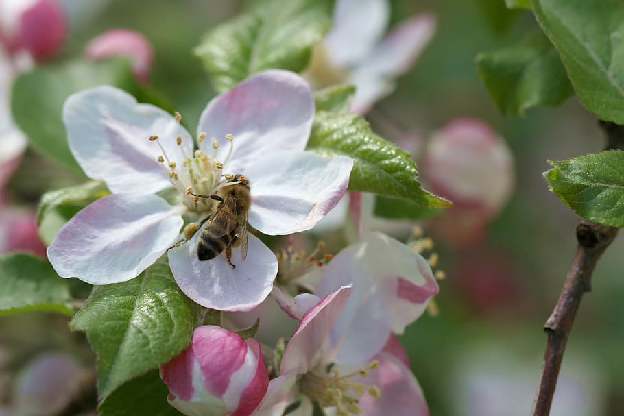 bee, apple, pollination, apple flower, spring, macro, insect HD wallpaper