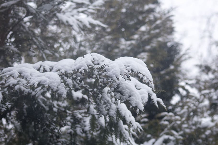 Winter, Snow, Covered, Branches, covered branches, cold temperature HD wallpaper