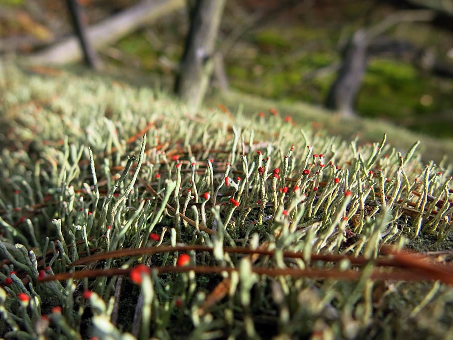 moss, log, forest floor, bemoost, red, tittle, lichen, plant