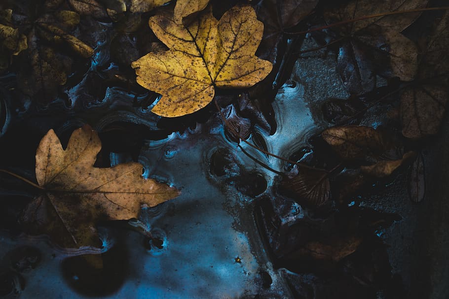 yellow maple leaf near body of water, brown leaf on body of water HD wallpaper
