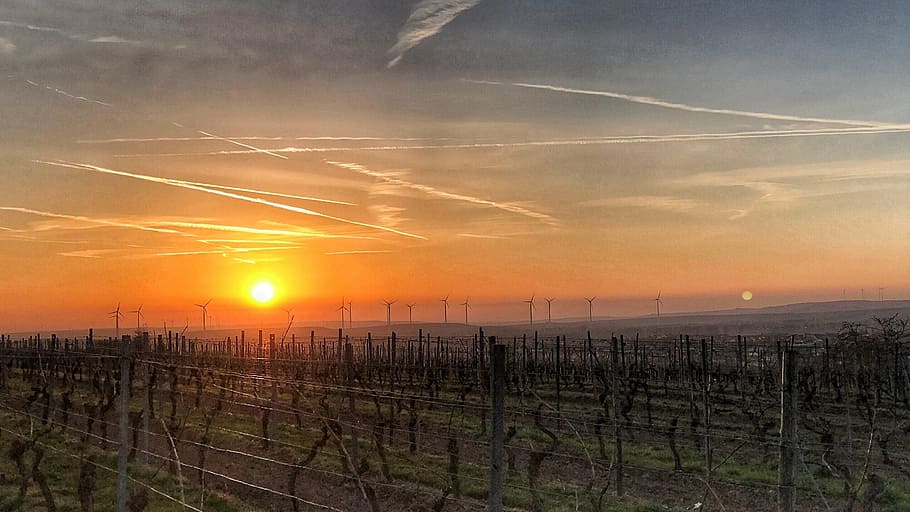 sunrise, rheinhessen, vineyards, sky, sachsen, germany, iphone7plus, HD wallpaper