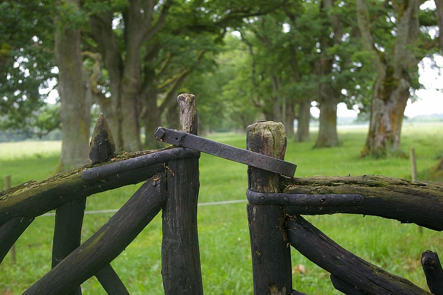 gates, avenue, oak trees, animal, plant, animal wildlife, animal themes HD wallpaper