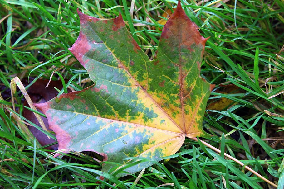 maple leaf, autumn leaf, colors, nature, colour, plant part HD wallpaper