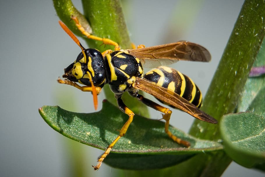 wasp, insect, close, nature, animal, animal themes, animal wildlife HD wallpaper