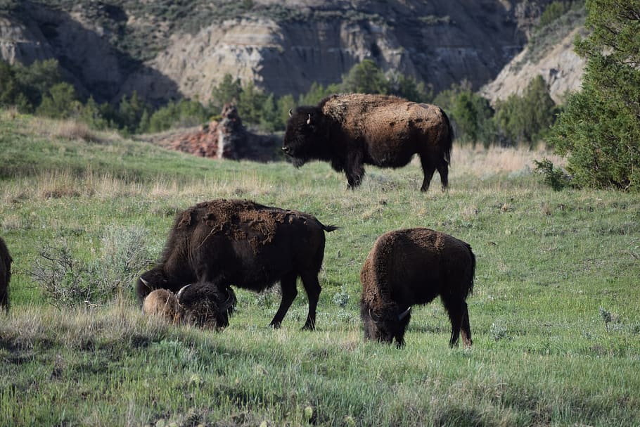 herd, buffalo, bison, wildlife, animal themes, mammal, group of animals HD wallpaper
