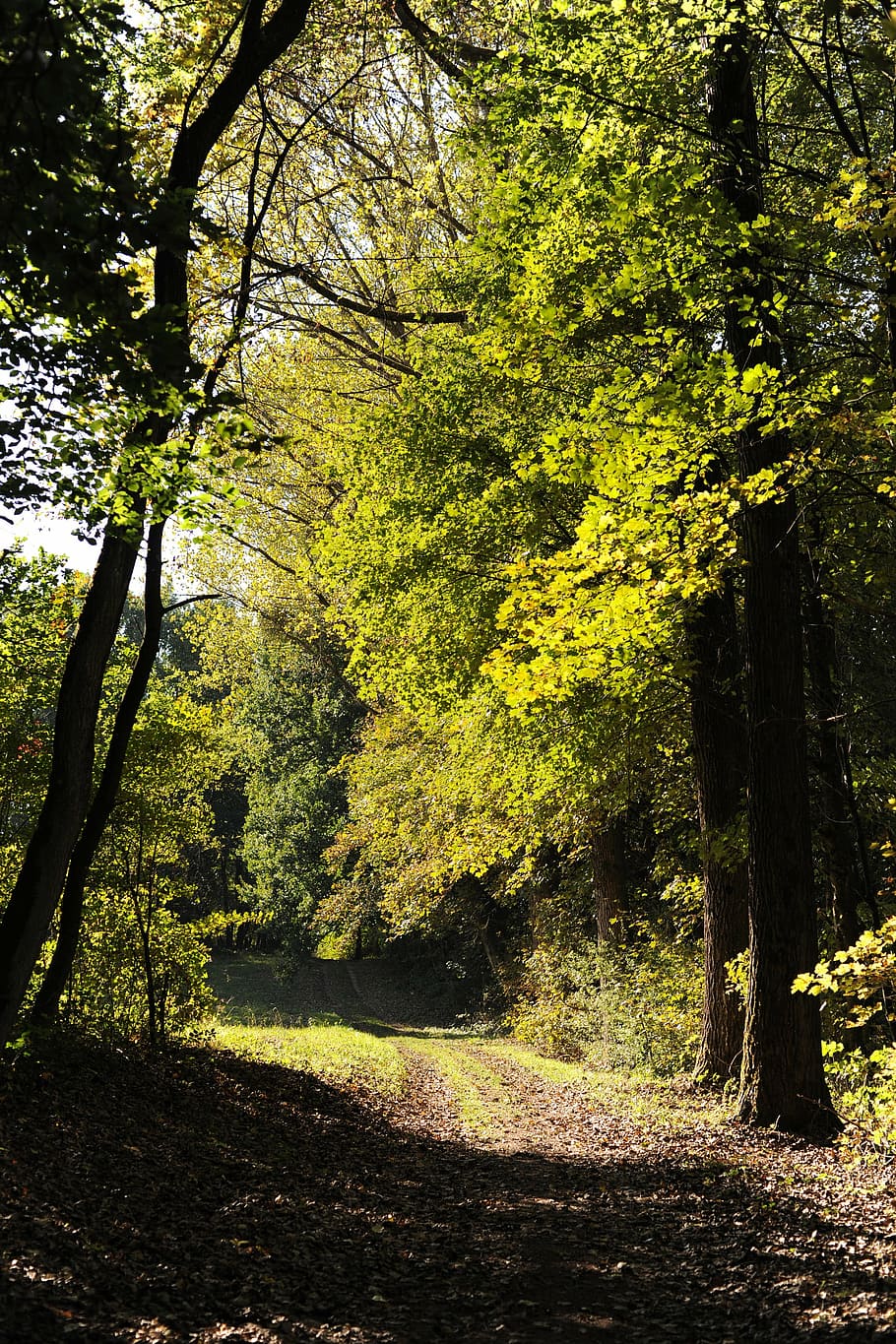 forest path, hiking, nature, trees, trail, autumn, idyllic HD wallpaper