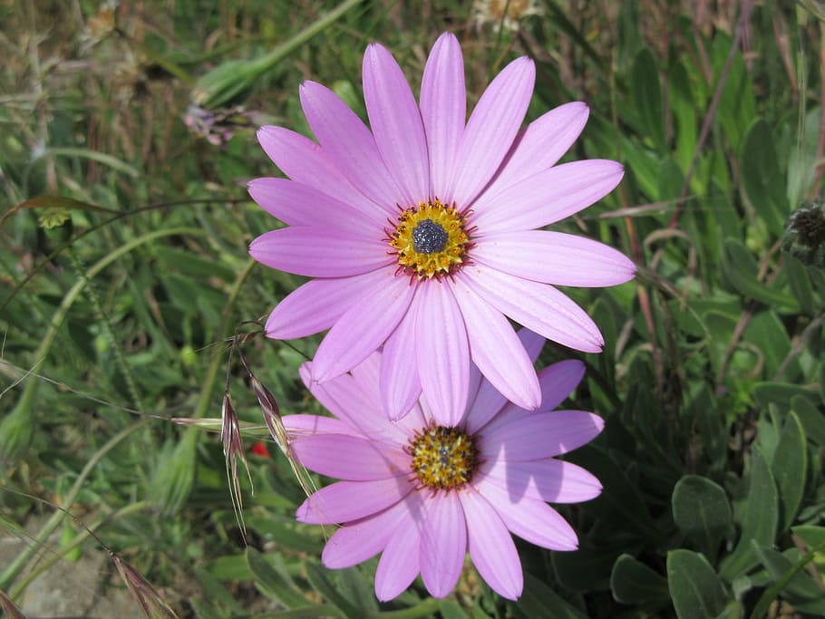 flower, daisy, lilac, nature, plant, floral, summer, bloom HD wallpaper