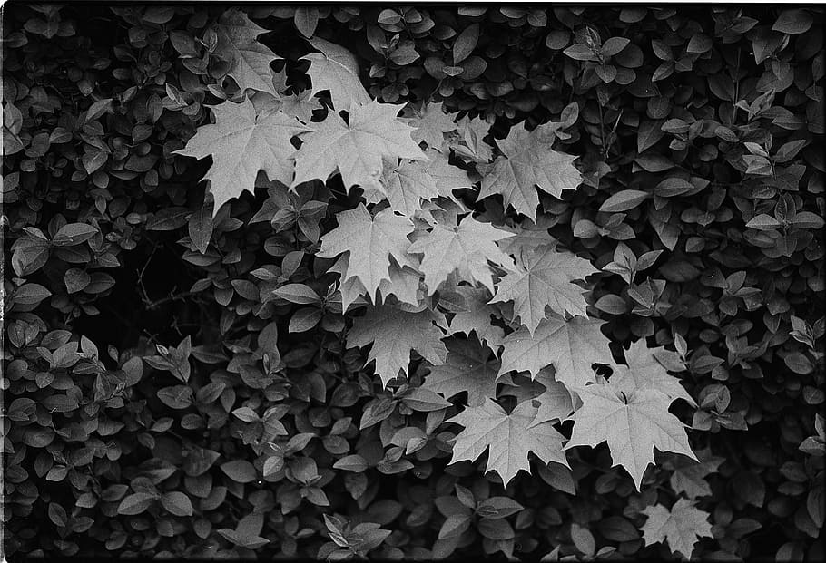 leaves, tree, nature, leaf, plant, spring, summer, light, branch HD wallpaper