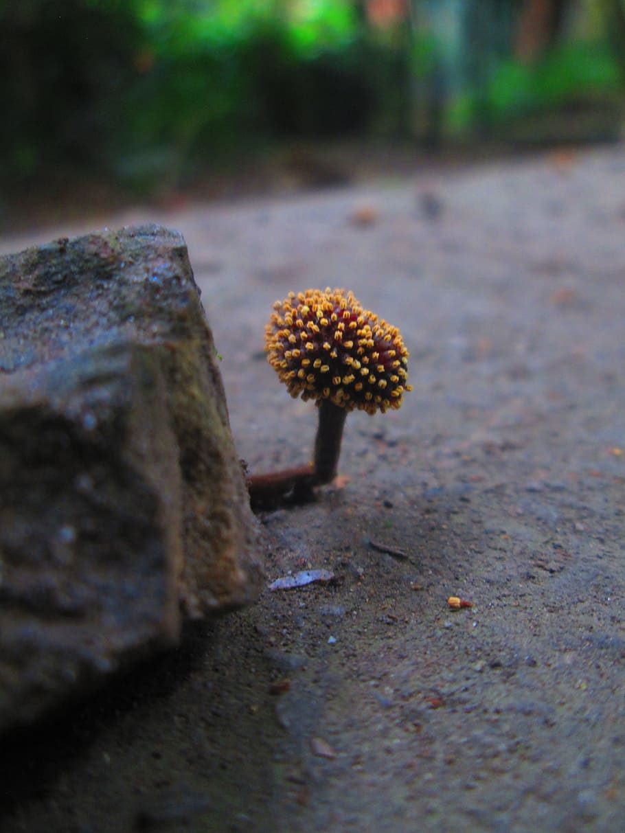 small, seed, nature, soil, beauty, forest, close-up, mushroom HD wallpaper