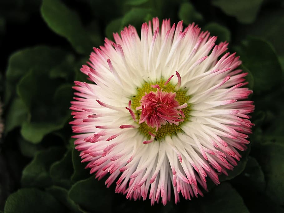 flower, bloom, daisy, flowering plant, fragility, freshness HD wallpaper
