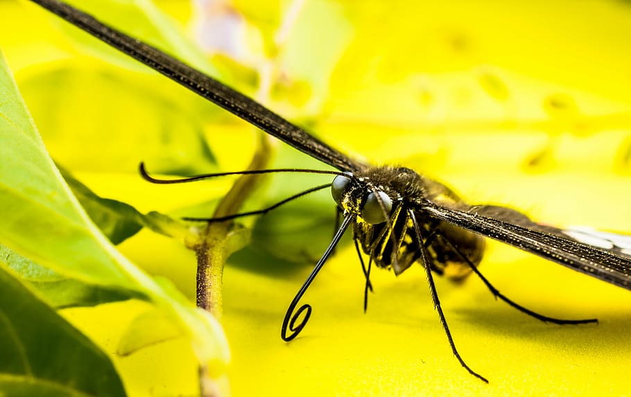 butterfly, insect, animal, nature, close-up, macro, invertebrate HD wallpaper