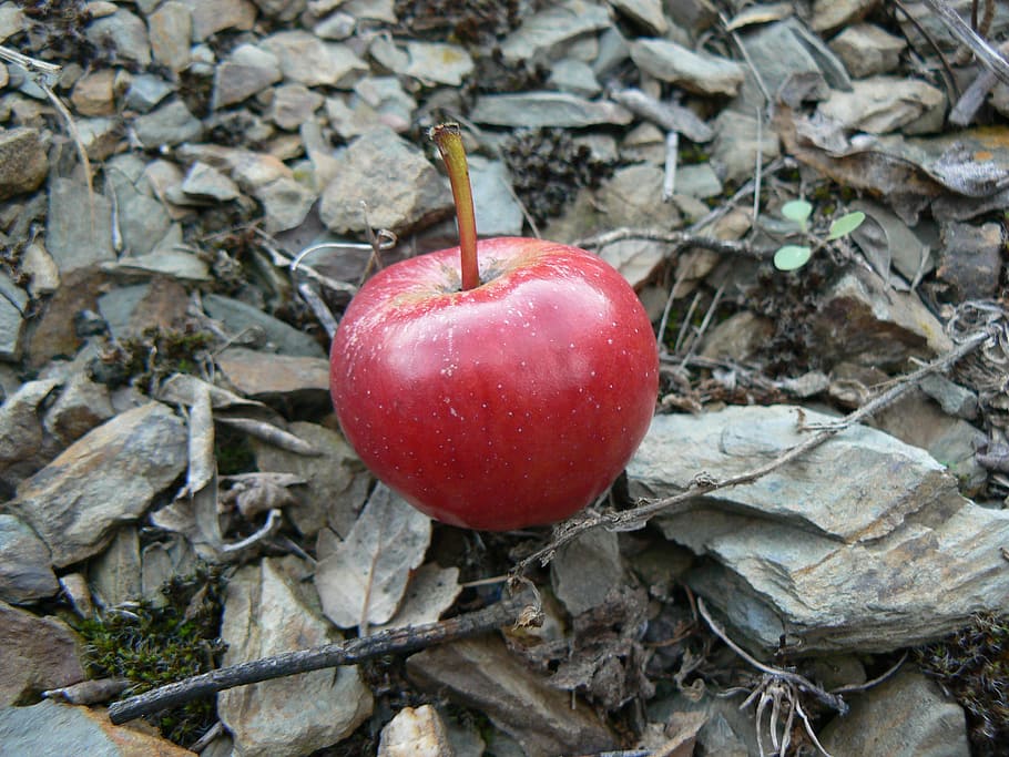 apple, stone, slate, red, food, food and drink, freshness, fruit HD wallpaper