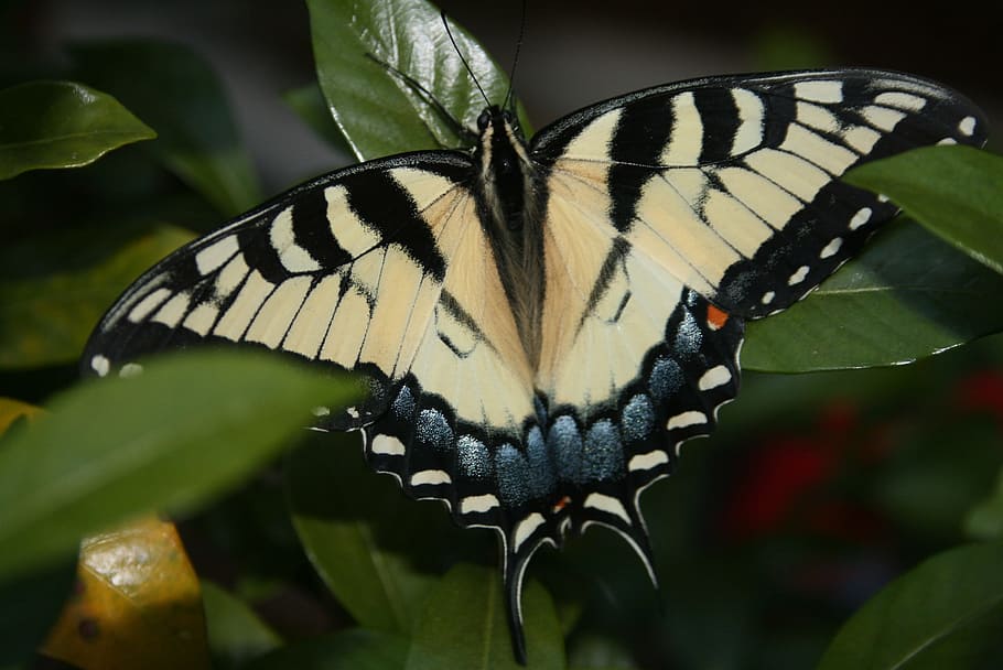 butterfly, swallowtail, insect, nectar, yellow, proboscis, wings HD wallpaper