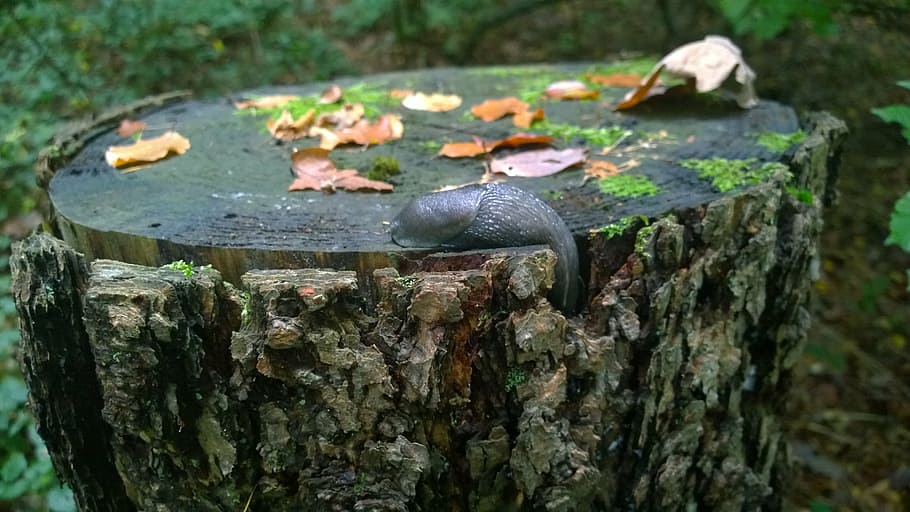 snail, nature, log, animal themes, animal wildlife, tree, one animal HD wallpaper
