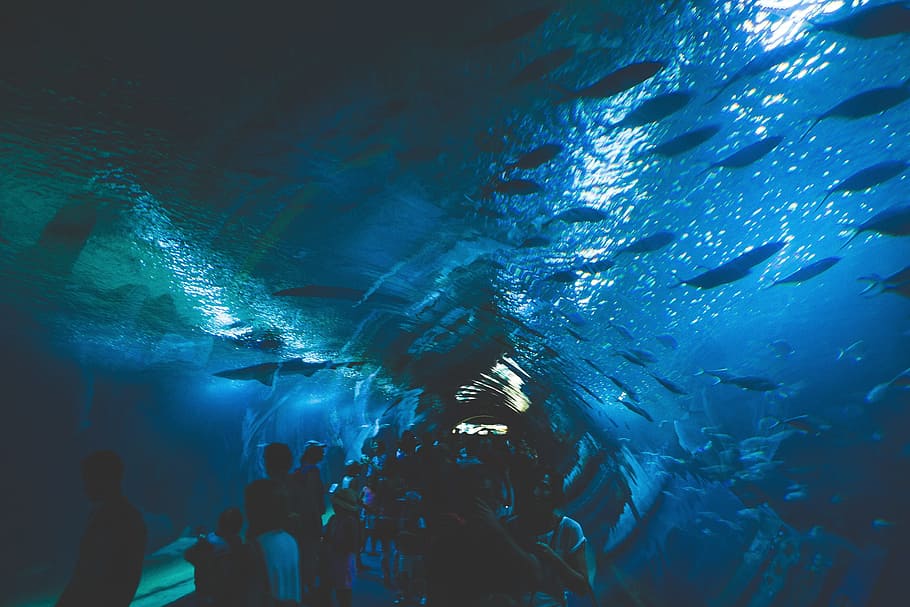 Under Aquarium Fish, animals, sea, people, blue, dark, water HD wallpaper
