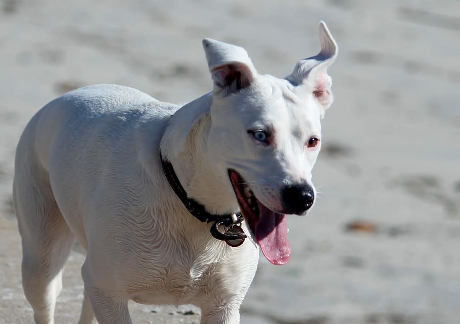 Dog, Run, Movement, Race, Fun, Close, joy, romp, go walkies HD wallpaper