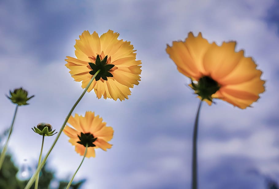 flower, yellow, scenery, plant, nature, fragility, flower head HD wallpaper