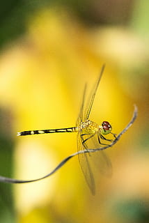 selective focus photography of green dragonfly perching on brown stem, yellow and black dragonfly HD wallpaper