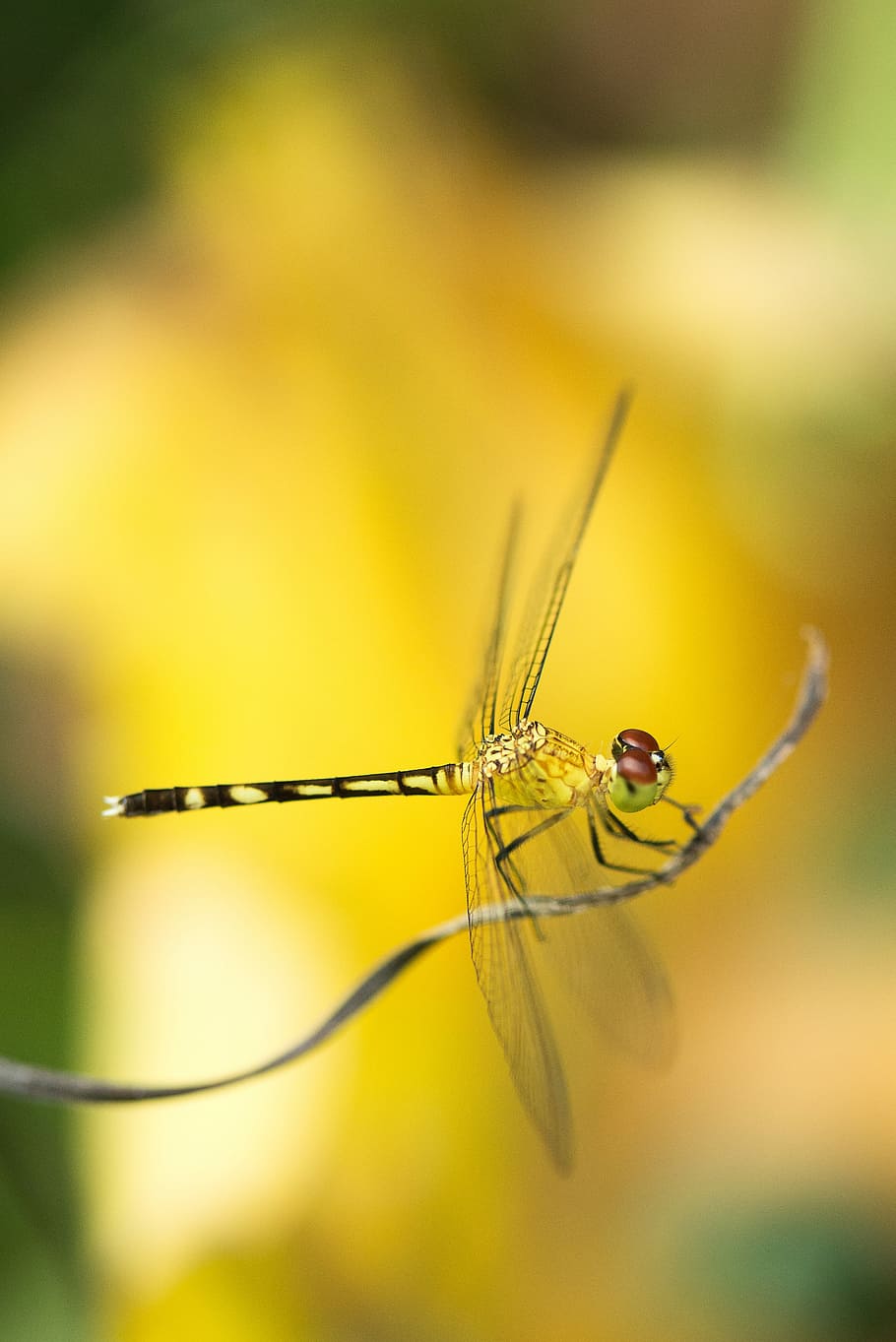 selective focus photography of green dragonfly perching on brown stem, yellow and black dragonfly HD wallpaper