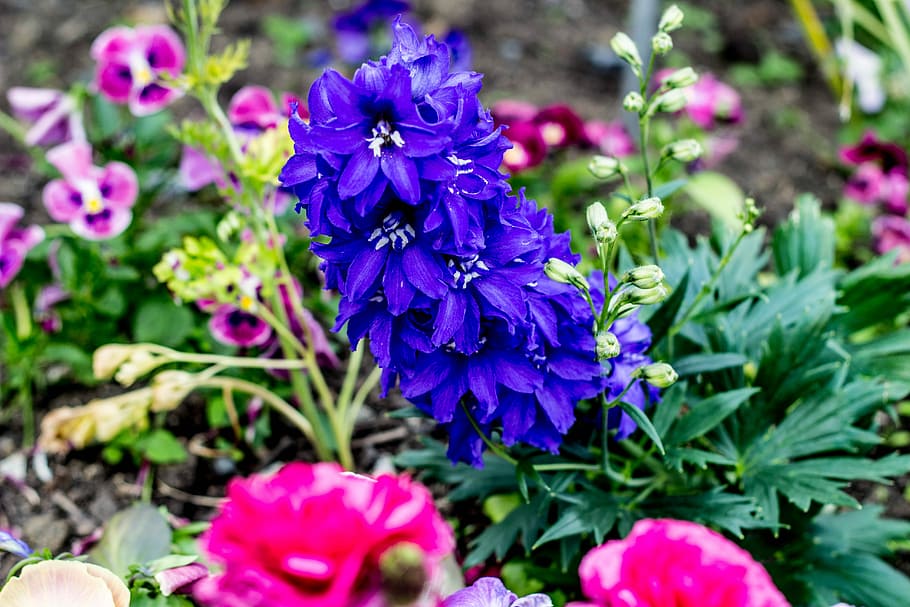 Floral, Nature, Spring, Flower, Plant, natural, garden, green HD wallpaper