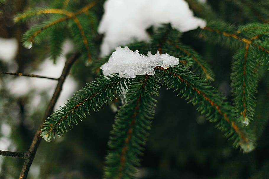 pine trees covered with snow, snow on green leafed tree, frost HD wallpaper